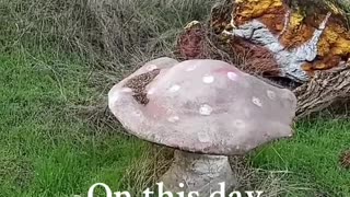 Magic Mushroom