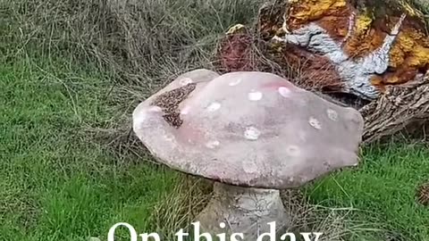 Magic Mushroom