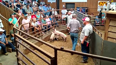 Selling of the piggies in Tabor City NC