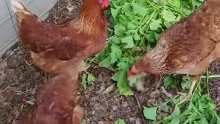 Greens For Chickens Try Radishes