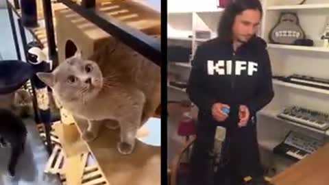 the cat song funny