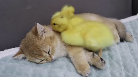 The kitten hugs the duckling to sleep. Fear of duckling missing