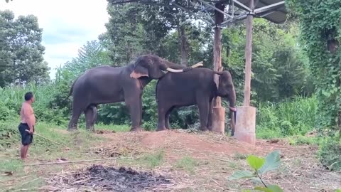 Elefant meet