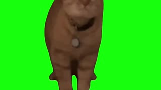 I Go Meow – Cat Singing | Green Screen
