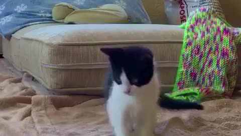 Cats like to play with bubbles, too