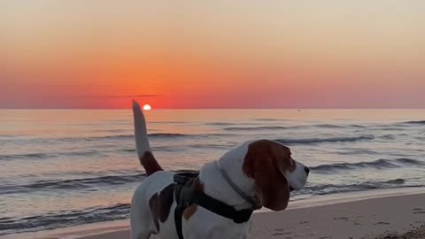 BEAUTIFUL DOG SUNRISE ON BEAGLE BEACH.