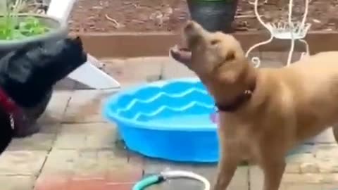 New Funny Videos 2023 😍 Cutest Cats and Dogs 🐱🐶
