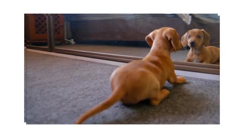 A dog sees himself in mirrors and fights with himself