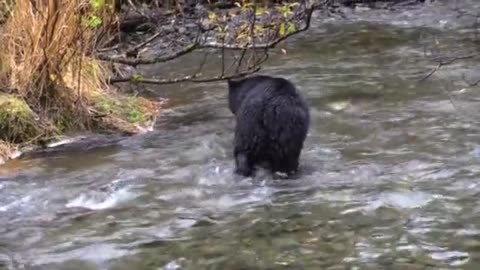 Very quiet black bear