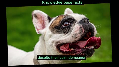 French Bulldogs Fun Facts You Need to Know