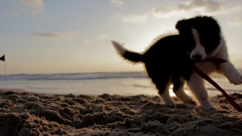 puppy play on beach sand
