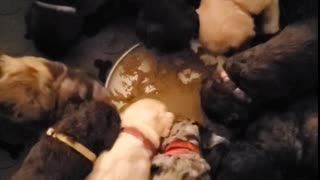 Puppies experience "food" for the first time!