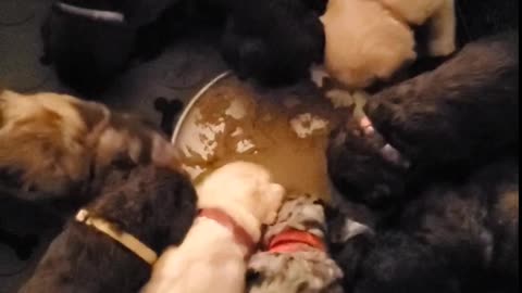 Puppies experience "food" for the first time!