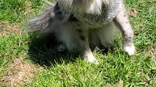 Pomeranian Loves Her Sweater