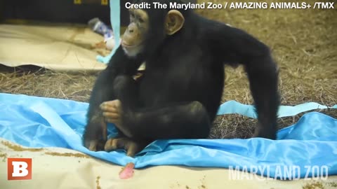 Just Monkey Business! Maisie the Chimp Celebrates 3rd Birthday with Fruitcake, Smears Icing on Glass