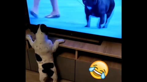 Funny dog behavior seeing his friend on tv 2021