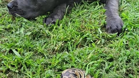 Cane Corso pup vs. Ball python