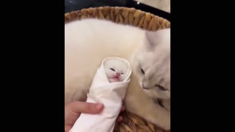 Swaddled her baby