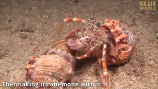 Lovely crab