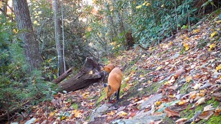 Playful, vocal, gorgeous and delightful red fox mating pair.