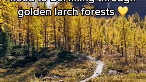 I don't need to BeReal, I need to.는BeHiking through golden larch forests