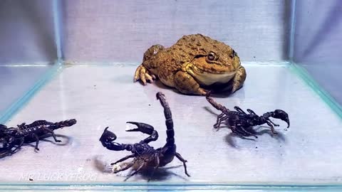 Asian Bullfrog With Big Black Scorpion