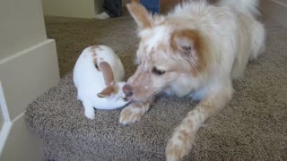 Loving dog kisses new baby bunny