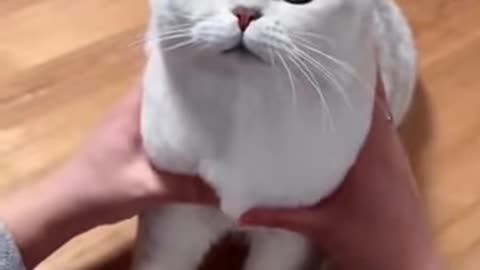 Satisfying cat reaction.