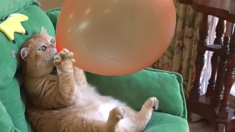 FUNNY CAT VIDEO FUY AND CUTE