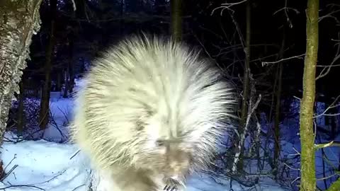 Trail cam. porcupine in nature