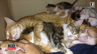 Dad Cat Sticks Around To Care For His New Family After Mom Gives Birth funny family