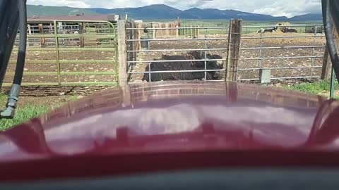 Using a Tractor to Save a Yak Bull with Leg Stuck in Fence