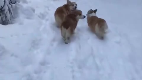 Corgi Snow Patrol | Lots of Corgis March through the snow