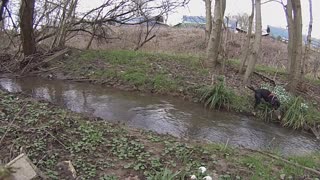 DOG JUMPING A STREAM