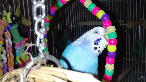 Budgie chillin on her swing