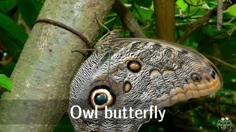Butterfly Pronounced by Kids (and Photos)