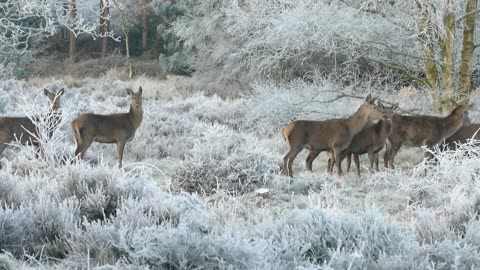 animals or cute deer running in forest