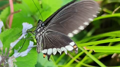 Common mormon flapping its wings