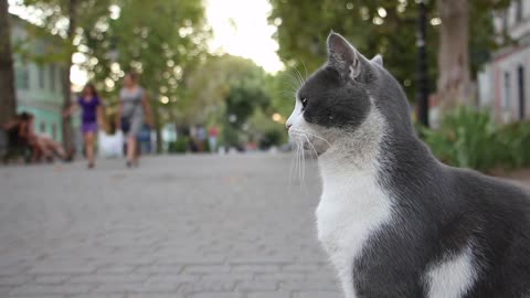 Beautiful cat searches for his mistress on the street