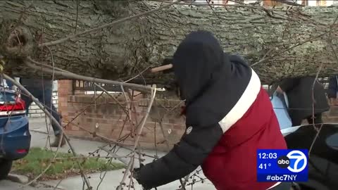 Stormy weather brings down trees, knocks out power