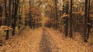 Enchanting Autumn Forests with Beautiful Piano Music