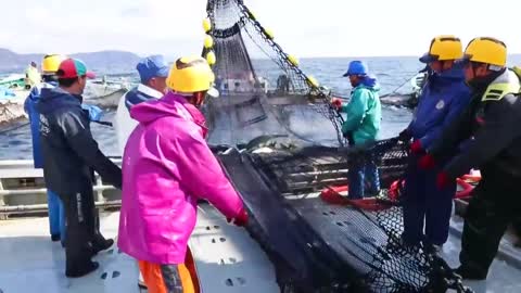 Amazing Bluefin Tuna Net Fishing Boat Big Catch Fishing In Deep Sea