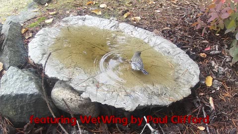 Battle for the Birdbath featuring Wet Wing by Paul Clifford