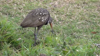 Limpkin Looking for Clams