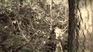 Video 12 Finding Bigfoot!