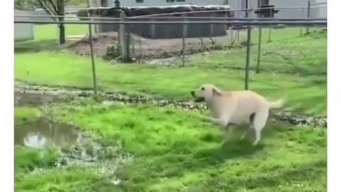 "Puddle Discovery: How a Curious Canine Uncovers a Watery Treasure!"