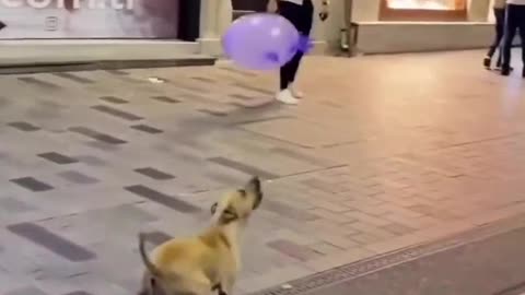 A dog playing with a balloon