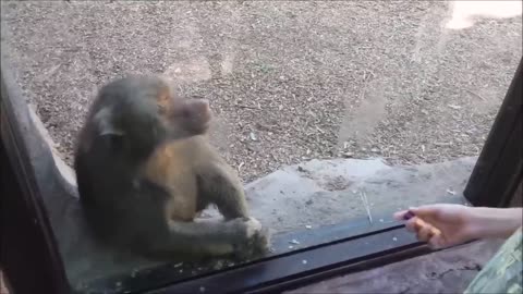 Monkeys react to magic