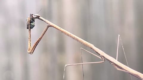 Stick Mantis Eating a Fly