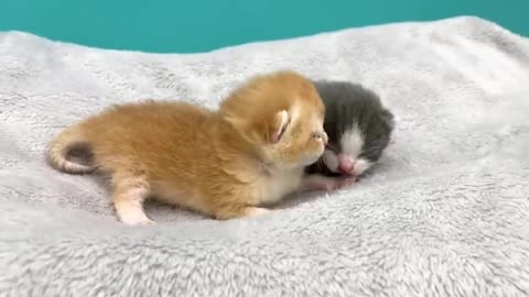 Adopted kitten meows and looks for a better place while mom cat is not around